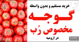 فروش گوجه فرنگی مخصوص رب در ارومیه